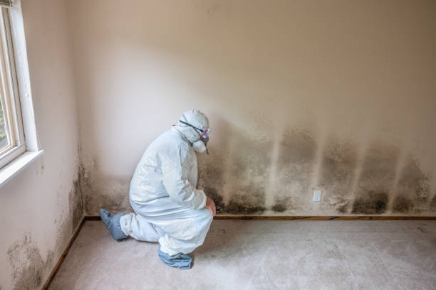 Best Forensic Mold Investigation  in Kensett, AR